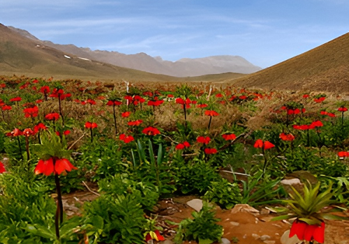 دشت لاله های واژگان روستای ماهورستان